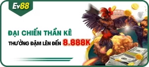 Khuyến mại EV88 - Đá gà thắng liên tục thưởng lên tới 8.888k