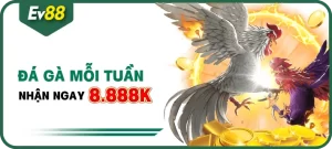 Khuyến mại EV88 - Đá gà mỗi tuần nhận thưởng lên tới 8.888k