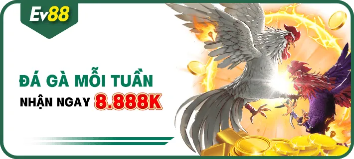 Khuyến mại EV88 - Đá gà mỗi tuần nhận thưởng lên tới 8.888k